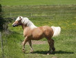 cheval cheval