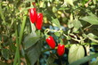 chili peppers
