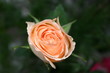 orange rose