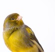 canary bird