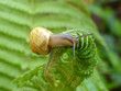 schnecke auf der farne