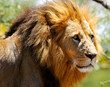 male lion