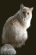 maine coon
