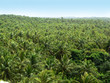 plantation de cocotiers plantation de cocotiers