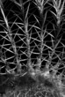 Photo: prickly situation - b&wprickly situation - b&w prickly situation - b&wprickly situation - b&w