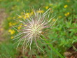 Foto: kuhschelle kuhschelle