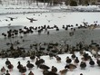 incoming ducks