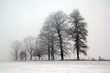 arbres
