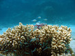 closeup coral