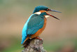 eisvogel