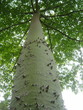 baobab