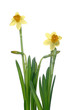 spring is coming spring is coming