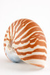 Photo: nautilus nautilus