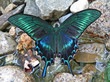 butterfly maack's swallowtail butterfly maack's swallowtail
