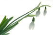 snowdrops snowdrops