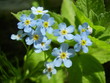 a blossoming plant a forget-me-not