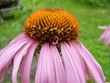 Foto: the dismissed pink flower the dismissed pink flower