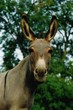 animal_001