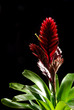 bromelia flower bromelia flower