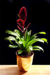 bromelia in a golden pot bromelia in a golden pot