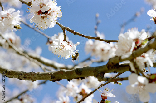 spring