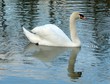 cygne paisible