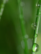 goutte d'eau sur herbe goutte d'eau sur herbe
