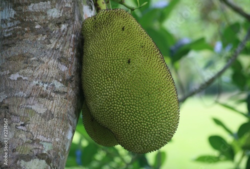 jackfrucht