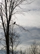 crow sitting on a branch silhouette crow sitting on a branch silhouette