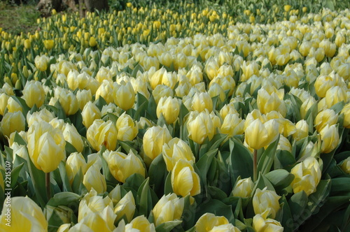tulipani bianchi tulipani bianchi