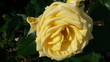 rose jaune