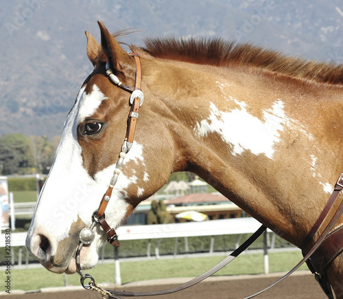 Photo: horse's head horse's head
