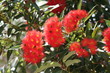 gum tree flowers 02