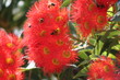 gum tree flowers 01