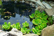 pond