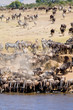 wildebeest drinking