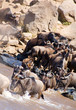 wildebeest crossing
