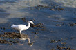 aigrette garzette