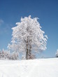 arbre enneigé