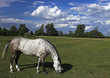 grey dapple horse grazing