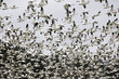 snow geese in flight