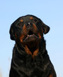 aboiement de rottweiler