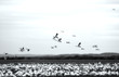 snow geese taking off with artistic look