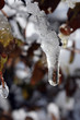 frozen