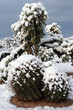 snow cactus