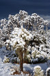 desert snow