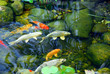 koi pond