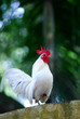 white rooster