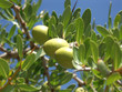 les fruits de l'arganier
