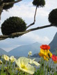 lugano